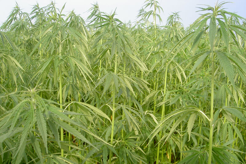 Hemp Ko Si Si Hemp Ko Si Si