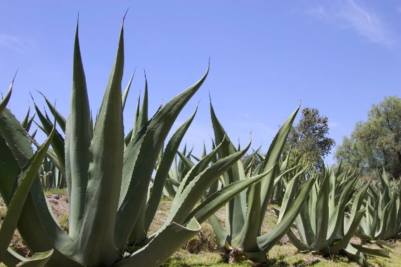 Pianta di sisal